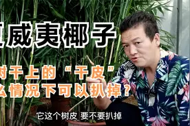 盆栽“夏威夷椰子”树干上的“干皮”什么情况下可以扒掉？视频封面