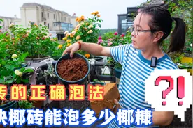 一个650g的椰砖能泡出多少升椰糠？如何正确泡发椰砖？一次说清楚视频封面