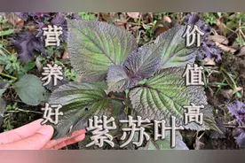 紫苏叶您了解吗？叶当蔬菜、香科食用，营养好价值高！视频封面