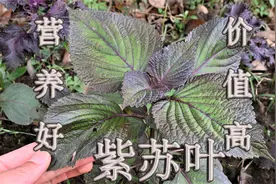 紫苏叶您了解吗？叶当蔬菜、香科食用，营养好价值高！视频封面