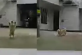 养狗的快乐！四川一男子开车回家，狗狗听喇叭声认出主人慌忙迎接视频封面