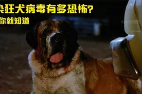 狗狗被蝙蝠咬到，感染了狂犬病毒，抓着人就咬视频封面
