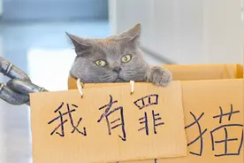 收拾乱尿沙发的坏猫，我是专业的视频封面