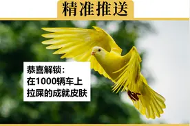 为什么鸟喜欢往白车上拉黑屎，黑车上拉白屎