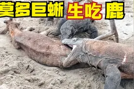 科莫多巨蜥生吃小鹿，场面宛如行刑，大自然生存法则就是如此残酷视频封面