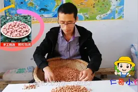 买花生米时，如何挑选？记住这3点，保证买新鲜优质的花生米