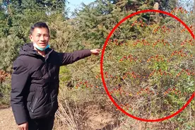 很人少认识的野蔷薇，果实用来酿酒非常不错，药用价值也非常高视频封面