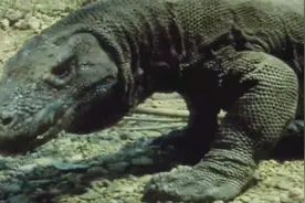 狂野时刻：冷血动物巨蜥，究竟怎样长到巨型呢，原因是没竞争者？视频封面