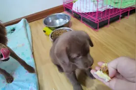 捡回来的小奶狗没有牙给她买点包子吃谢谢好心人的赞赏。非常感谢视频封面