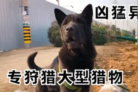 这种猎犬有认识的吗？据说野猪狼都怕它，全身黑就连舌头都是黑色视频封面