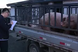 齐齐哈尔市甘南县查获一起未经定点擅自从事畜禽屠宰案件视频封面