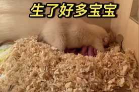 花枝鼠又生宝宝了，这次比上次还多，家里太热闹了视频封面