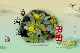 马齿苋具有凉血止血功效，可用于鼻子出血、皮下出血等热性出血