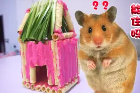 仓鼠这辈子想都没想到，还能住上这样的房子，进去一看萌翻了