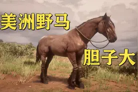 《荒野大镖客2》美洲野马抓到了但是感觉不给力啊！内附刷新位置视频封面