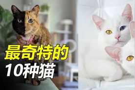 全球最奇特的10种猫，阴阳脸异色瞳，身价超百万！视频封面