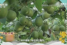 罗汉果润肺利咽、润肠通便，好处可不少，听听专家咋说|健康之路视频封面