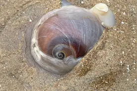 这种赶海方式太少见了，用手一揪猫眼螺就出来，用手一挤好解压