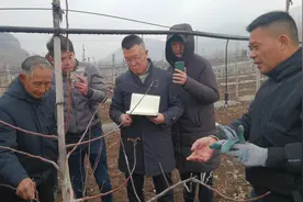 苹果树幼树管理常见问题及解决方案！视频封面