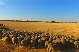 绵羊剃掉的毛是这样来做成羊绒