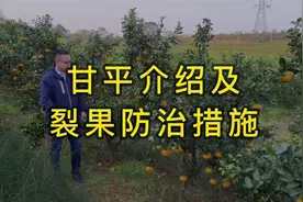 【4K超高清】这个果园甘平挂那么多，裂果也少，技术员说了这七点视频封面