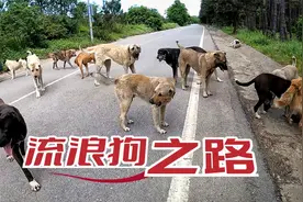 成群流浪狗每天待在路上，有车经过时它们会追着跑，但却是友好的视频封面