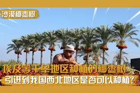 埃及等干旱地区种植的椰枣树，引进到我国西北地区，可以存活吗？