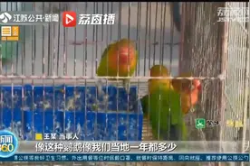 买卖10只鹦鹉法定刑10年以上，“江苏鹦鹉案”为何不起诉？视频封面