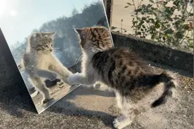 小猫第一次照镜子，反应搞笑视频封面