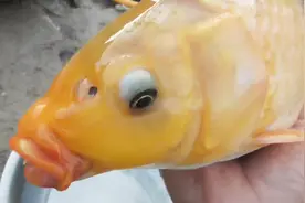 收费80元一天的黑坑，最后带走一条这样的鱼，值了