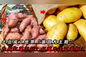 土豆都成了主粮，为什么红薯就不行呢？红薯比土豆差在哪了？视频封面
