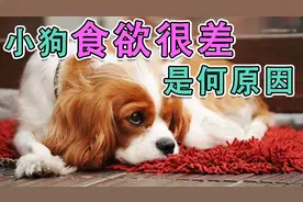 小狗食欲很差是何原因视频封面