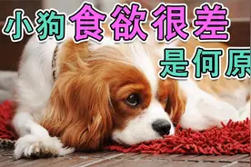 小狗食欲很差是何原因视频封面