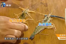发黄的罗氏沼虾为何有土腥味？商家消费者各执一词…视频封面