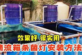锦鲤鱼池滴流箱过滤，杀菌灯的安装方法，效果好，很实用