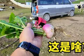 叶子像萝卜，我们叫它“蛮金”，可以生吃，你们叫它什么？视频封面