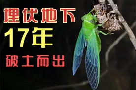 蝉潜伏17年破土而出，夏天就结束生命，现场用石头做1只出来