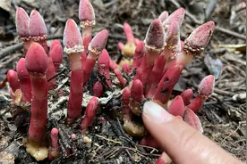 珍贵而稀少的“疏花蛇菰”，一点点就值800元，遇上请好好珍惜视频封面