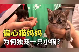 同一窝出生的两只小猫，体型相差巨大，猫妈妈为何如此“偏心”？