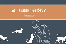 猫，能感受到铲屎官的负面情绪吗？