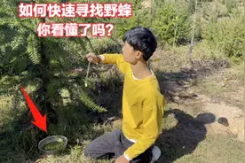 简单快速寻找野生蜂窝，只需学会这个技巧，20分钟收获一群小蜜蜂视频封面