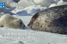拯救斑海豹宝宝 大连法院环资审判案例登上央视视频封面