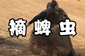 乌鸦帮鹿吃掉蜱虫视频封面