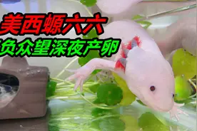 足足等了一年的时间，六角恐龙鱼终于再次产下鱼卵，好开心视频封面