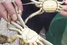 吃螃蟹的那些事儿，这份攻略请您收下，方法简单又实用！