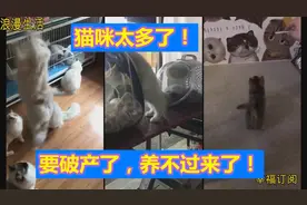 小猫咪太多了！养不过来了！我要破产了呀！太多太多了，怎么办？视频封面