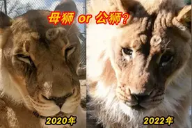 母狮竟能自动改变性别，长出公狮标志性的颈圈鬃毛，这什么情况？视频封面