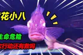 海缸爆氧堪称完美，猛鱼缸却遭灭顶之灾，巴西亚小八不知能否救活视频封面