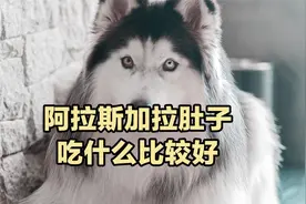 阿拉斯加拉肚子可以吃的4种食物，不伤害狗狗肠胃！