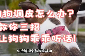 狗狗调皮怎么办？教你三招，让狗狗乖乖听话！视频封面